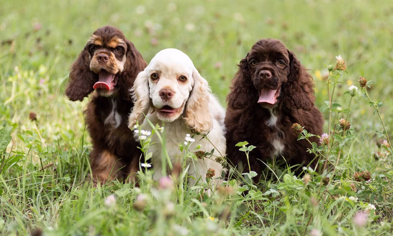 English Cocker Spaniel puppies