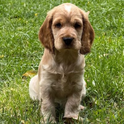 cocker spaniel puppies for sale
