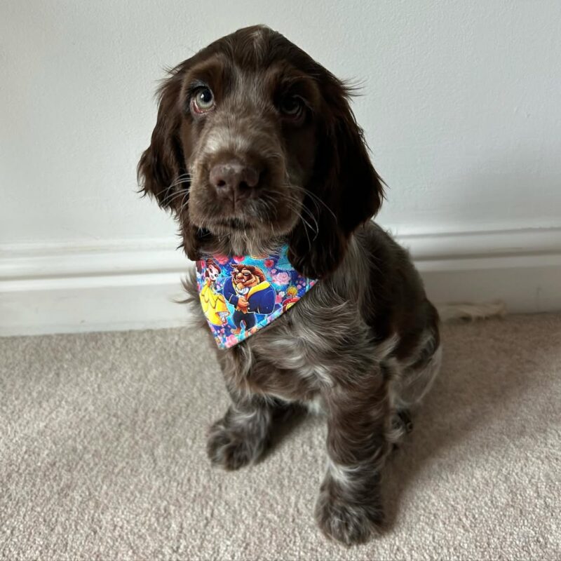cocker spaniel puppies for sale