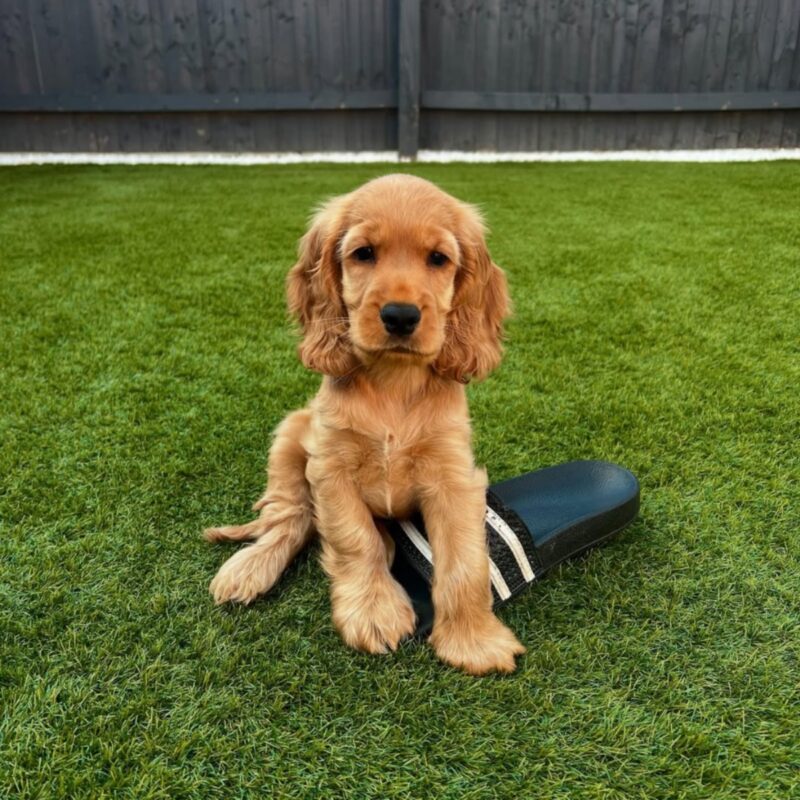 cocker spaniel puppies for sale