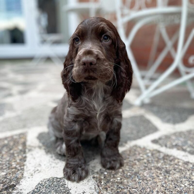 cocker spaniel puppies for sale