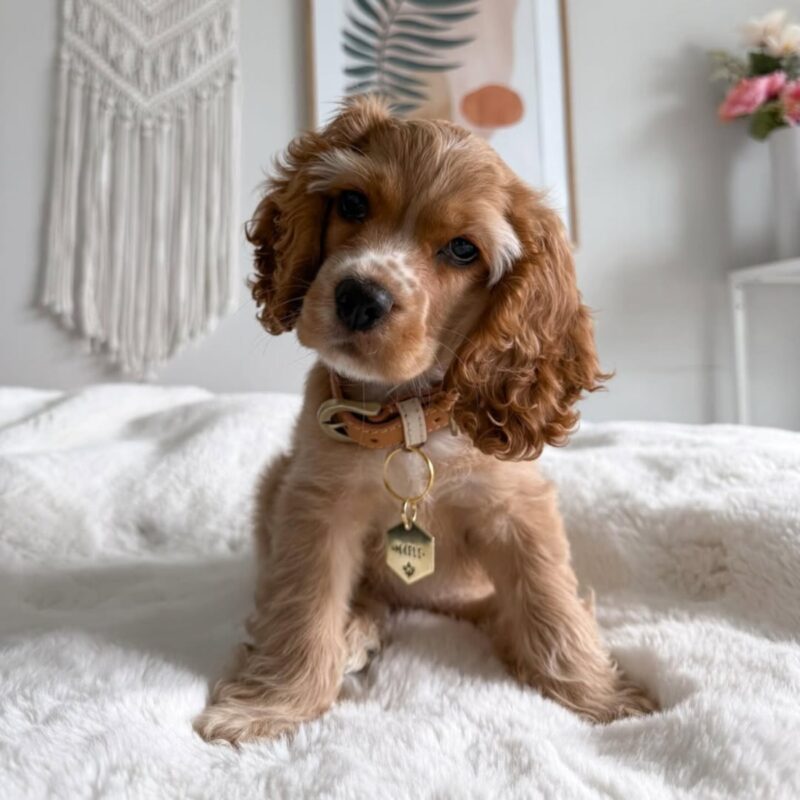 cocker spaniel puppies for sale