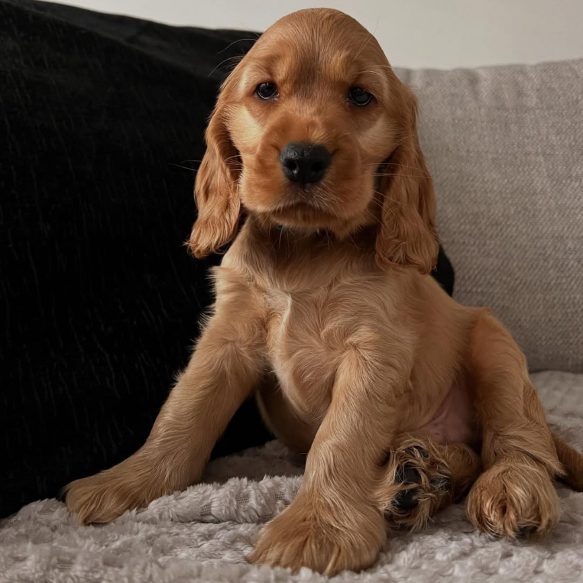 English Cocker Spaniel puppies for sale